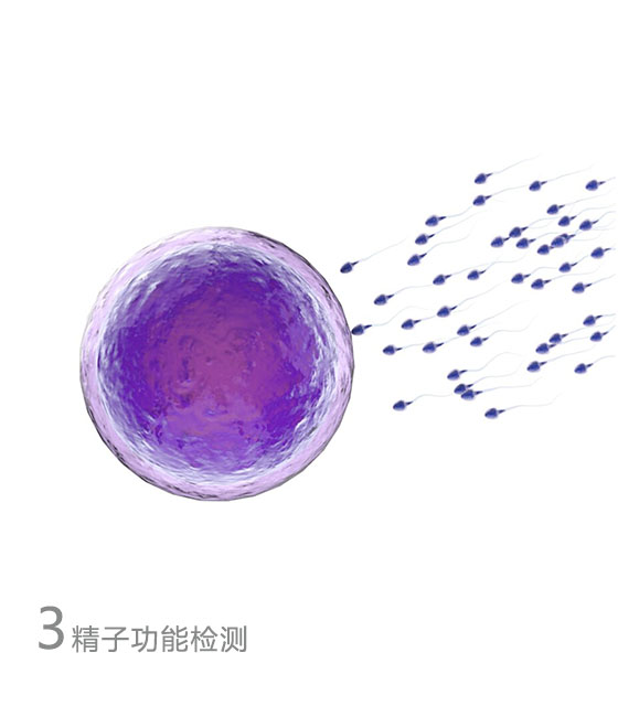 精子功能检测试剂盒